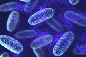 Mitochondria